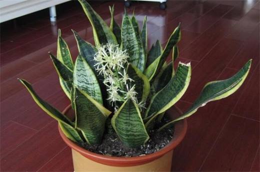 冬季容易养植物有哪些?盘点十种冬季植物