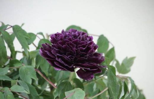植物趣闻 为什么黑色花卉很少见?