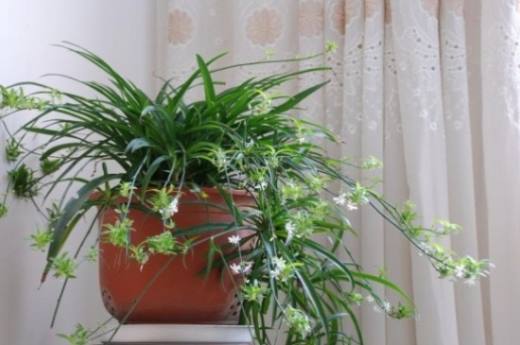 秋季植物有哪些?盘点10种秋季种植的植物
