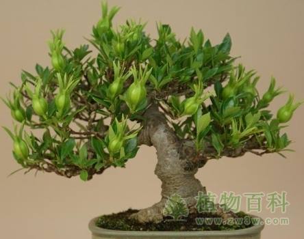 栀子Gardenia jasminoides