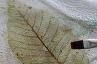 分享创意植物标本手工制作