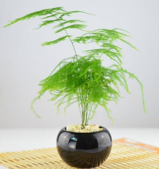 文竹能放在卧室吗？文竹晚上释放氧气吗(吸收氧气)