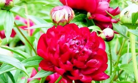 世界上10种最美的花