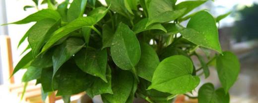绿罗兰可以放卧室吗?