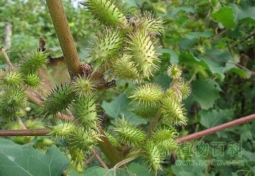 小时候常见又叫不上名的植物 太全了(图鉴)
