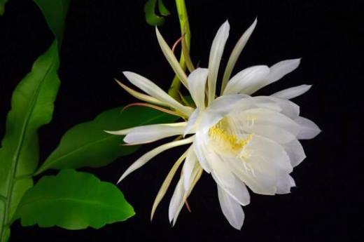 昙花的花语是什么?