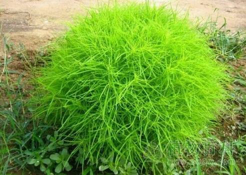 小时候常见又叫不上名的植物 太全了(图鉴)