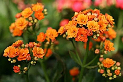 冬季容易养植物有哪些?盘点十种冬季植物