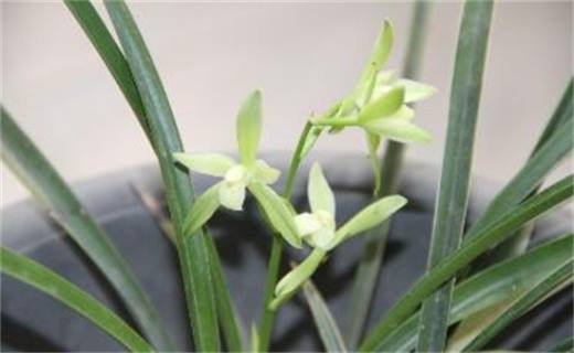 兰花一年四季浇水方法 环境气候决定浇水频率/夏季多浇