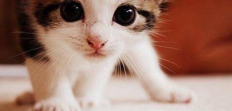 猫对人表示好感的行为有哪些?