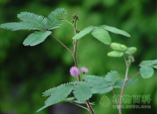 韩国研究根据植物运动来造机器人