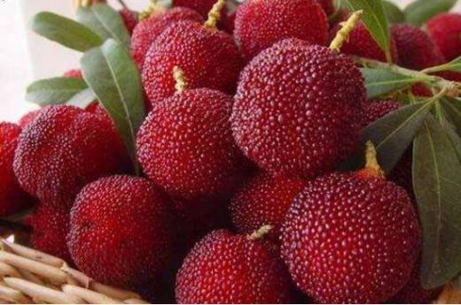 夏季当季水果有哪些?夏季的水果有哪些成熟