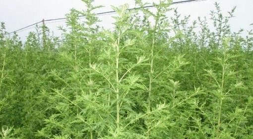 民俗草本植物帮你“驱毒辟邪”度端午