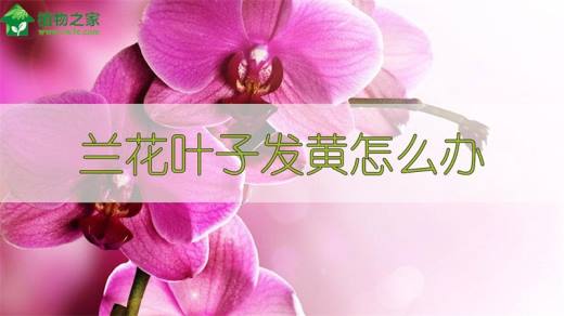 兰花叶子发黄怎么办?