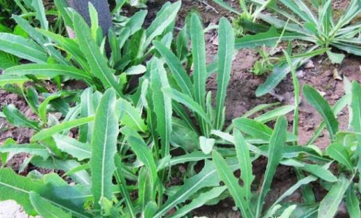 苦菜和蒲公英的区别 3个方面帮你区分