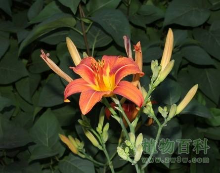萱草 Hemerocallis fulva