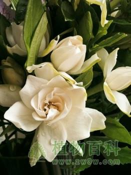 栀子Gardenia jasminoides