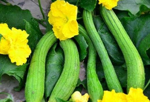夏季的时令蔬菜有哪些?这10种蔬菜吃了降暑还提高免疫力