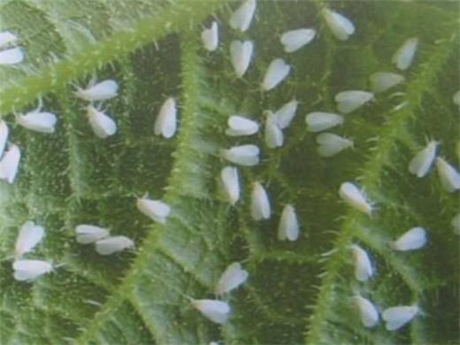 倒挂金钟的扦插方法 4个步骤教你如何扦插美丽的倒挂金钟