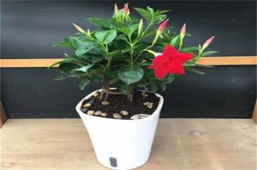 飘香藤冬天会死吗?