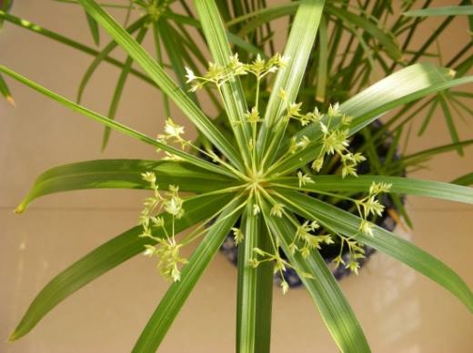 12种室内观叶植物常见病虫害防治,好养易活也有例外