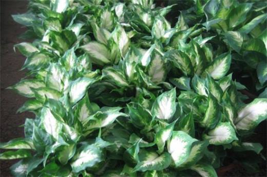 冬季容易养植物有哪些?盘点十种冬季植物