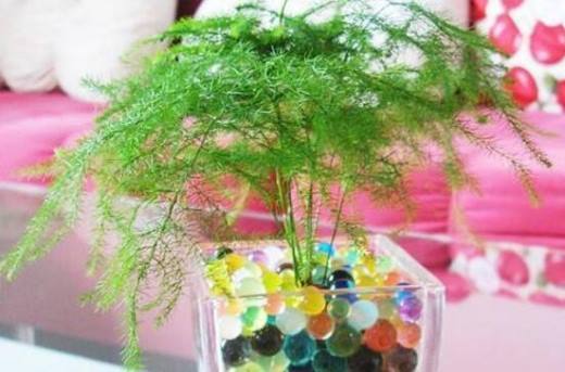 文竹剪枝泡水能生根吗?泡水可以生根(4个步骤)