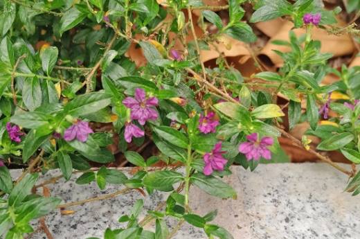 雪茄花叶子枯了怎么办?