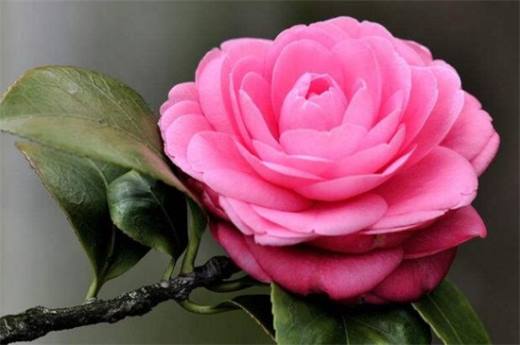 春天有什么花开 论述10种最美花卉