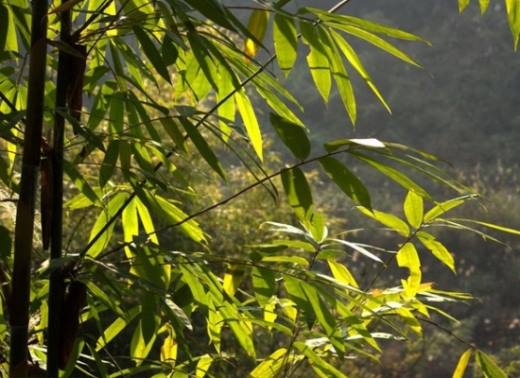 凤尾竹图片附介绍,相册的图片免费下载