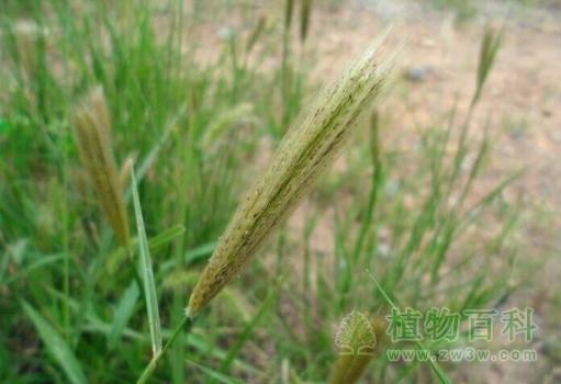 小时候常见又叫不上名的植物 太全了(图鉴)