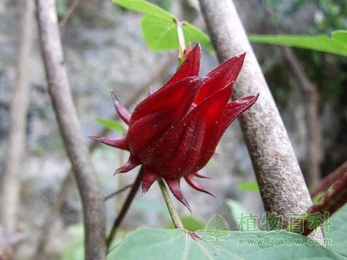 玫瑰茄