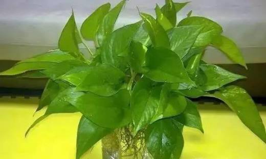 水培绿萝怎么养？