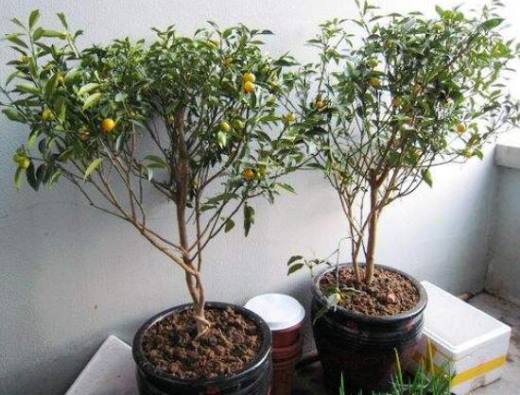 露薇花什么时候开花 露微花花期在6~10月