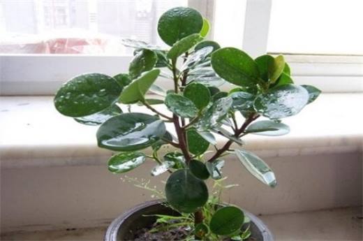 冬季容易养植物有哪些?盘点十种冬季植物