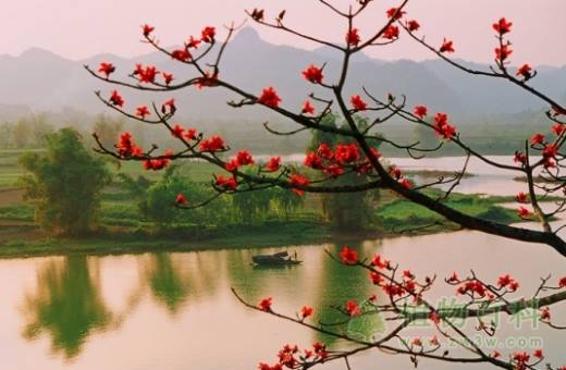 木棉