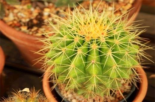 适合冬天养的耐寒植物有哪些?仙人掌可耐0℃低温