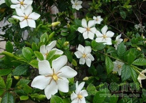 栀子Gardenia jasminoides