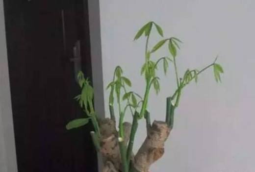 发财树春季修剪好吗?发财树什么季节修剪好(春季)