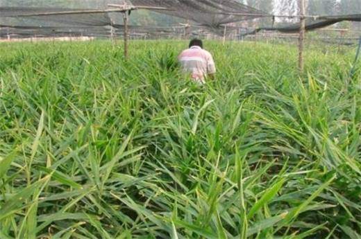 生姜种植风险有哪些?气候温差变化产量下降