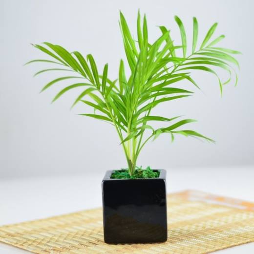 12种室内观叶植物常见病虫害防治,好养易活也有例外