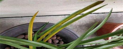 兰花叶子发黄怎么办?