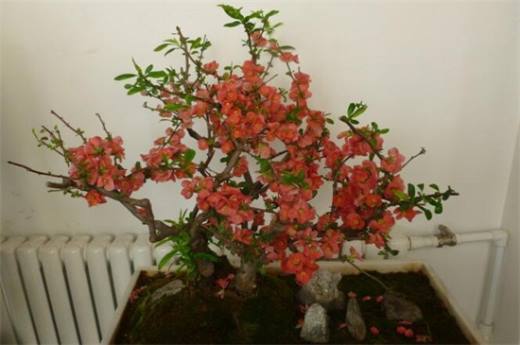 秋季种什么花?