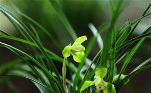 兰花一年四季浇水方法 环境气候决定浇水频率/夏季多浇