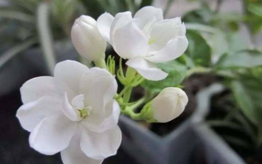 茉莉花叶子发黄萎蔫的常见原因和处理方法