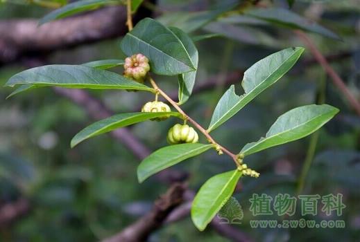 小时候常见又叫不上名的植物 太全了(图鉴)