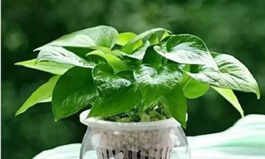 水培绿萝怎么养？