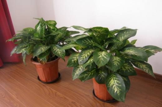 秋季植物有哪些?盘点10种秋季种植的植物