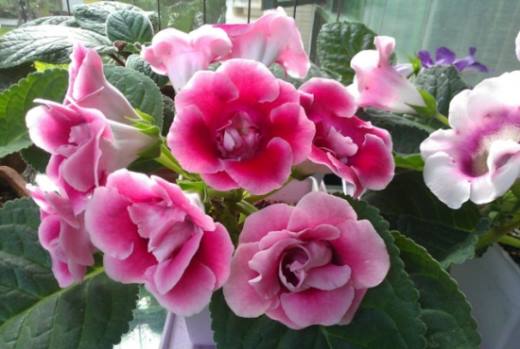 夏天哪些花不能多浇水,7种常见花介绍