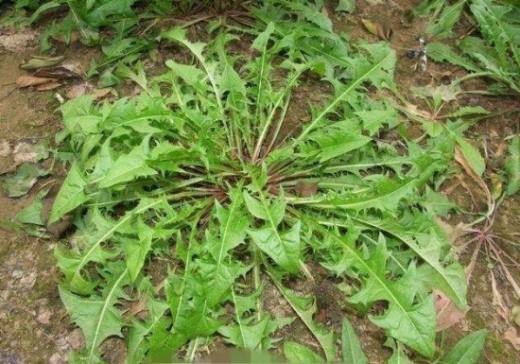 苦菜和蒲公英的区别 3个方面帮你区分